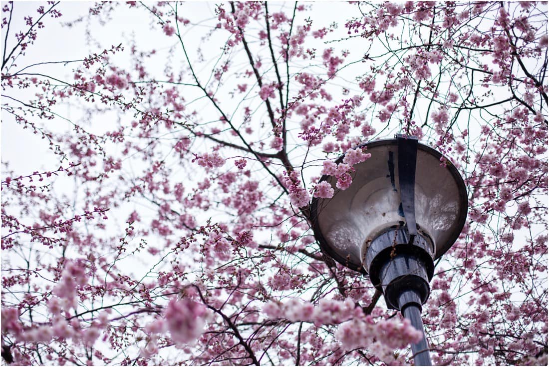 Spring holiday in Prague - pink blossom and a street light