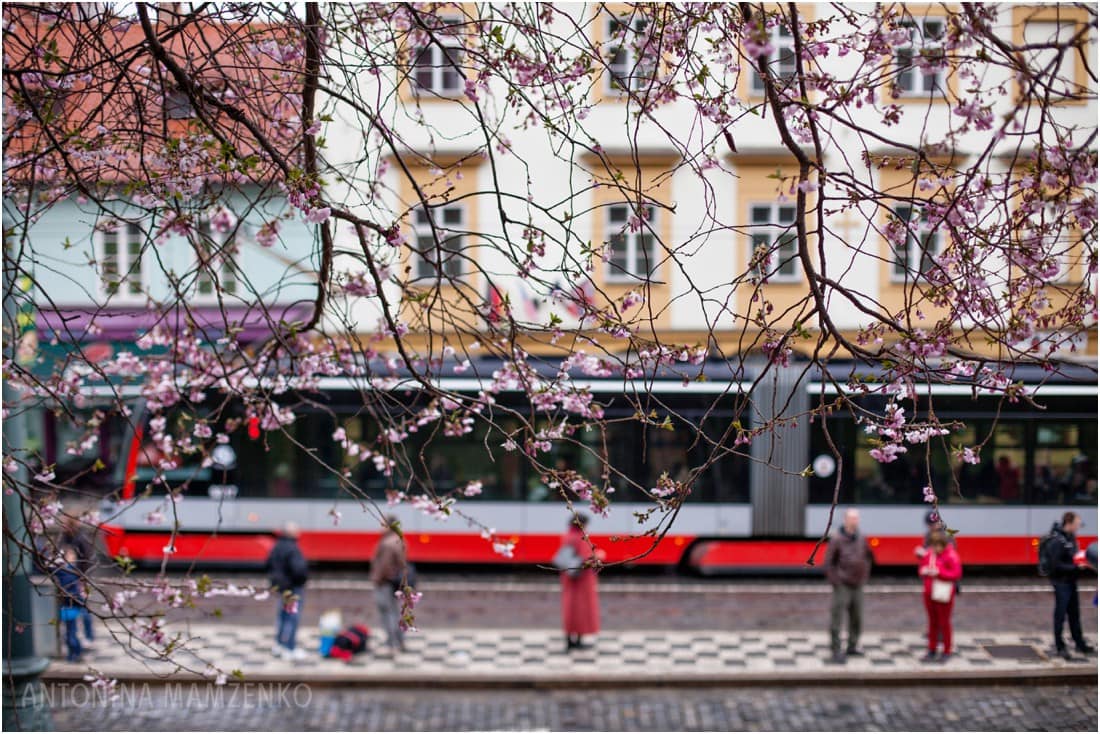 Spring in Prague - view through spring blossom