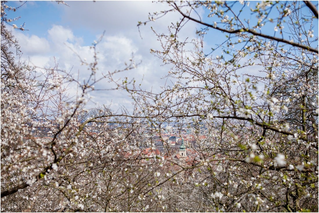 View over Prague from the apple orchard on Petrin Hill
