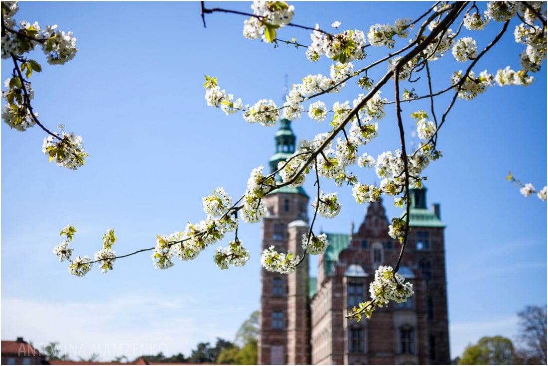 spring blooms in Copenhagen