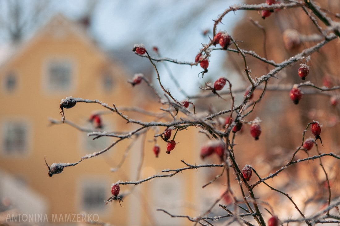 frozen branches with traditional swedish house in the background